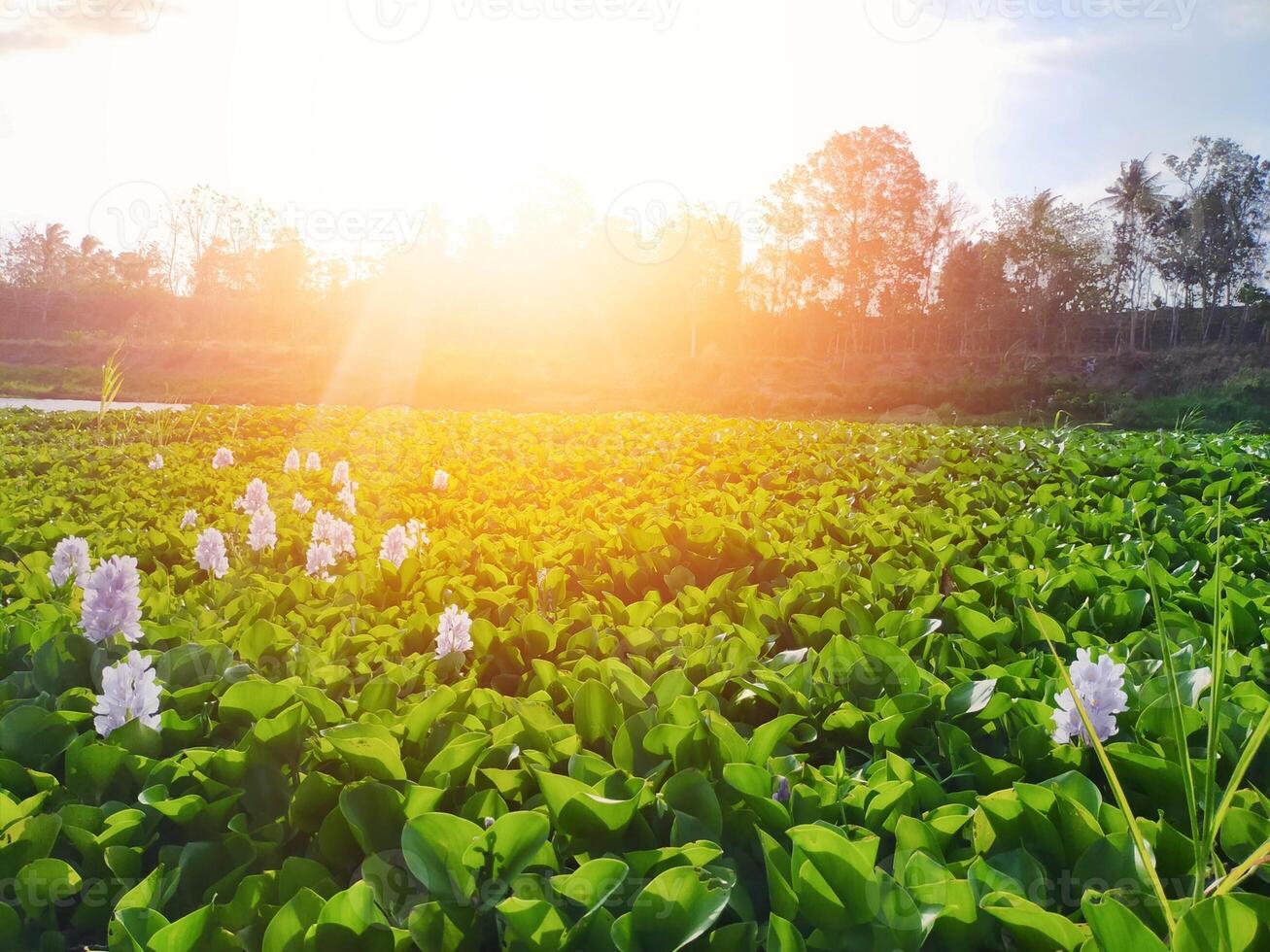 Stunning views illuminate the green lotus plants with a focal point of lush plants, plus a cinematic atmosphere from the sunlight photo