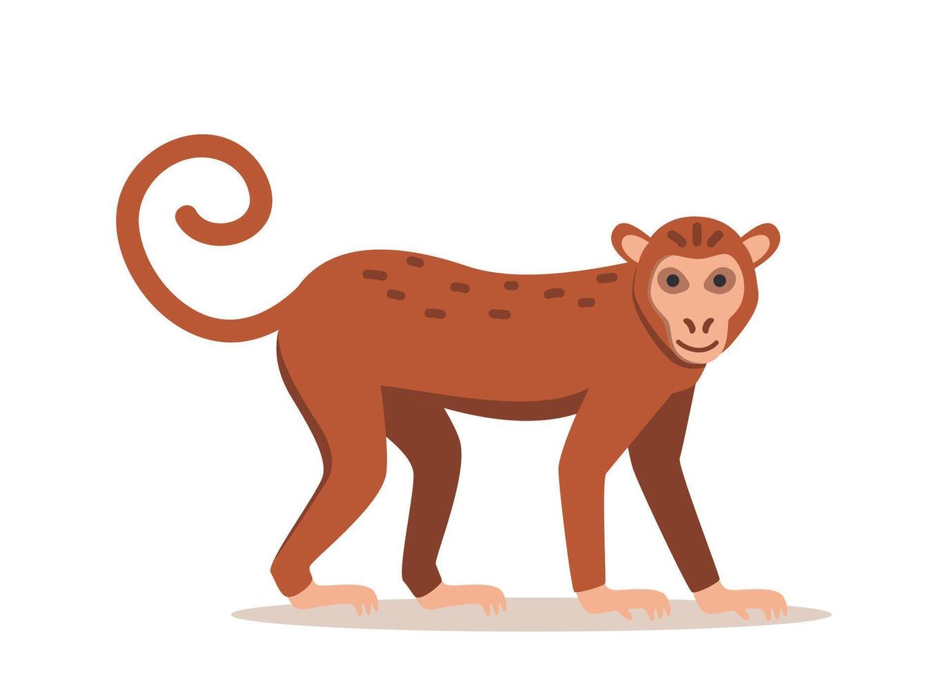 Walking spider monkey with black and gray fur, small head, long thin limbs and tail. Wild Brazilian animal. Colored flat illustration isolated on white background vector