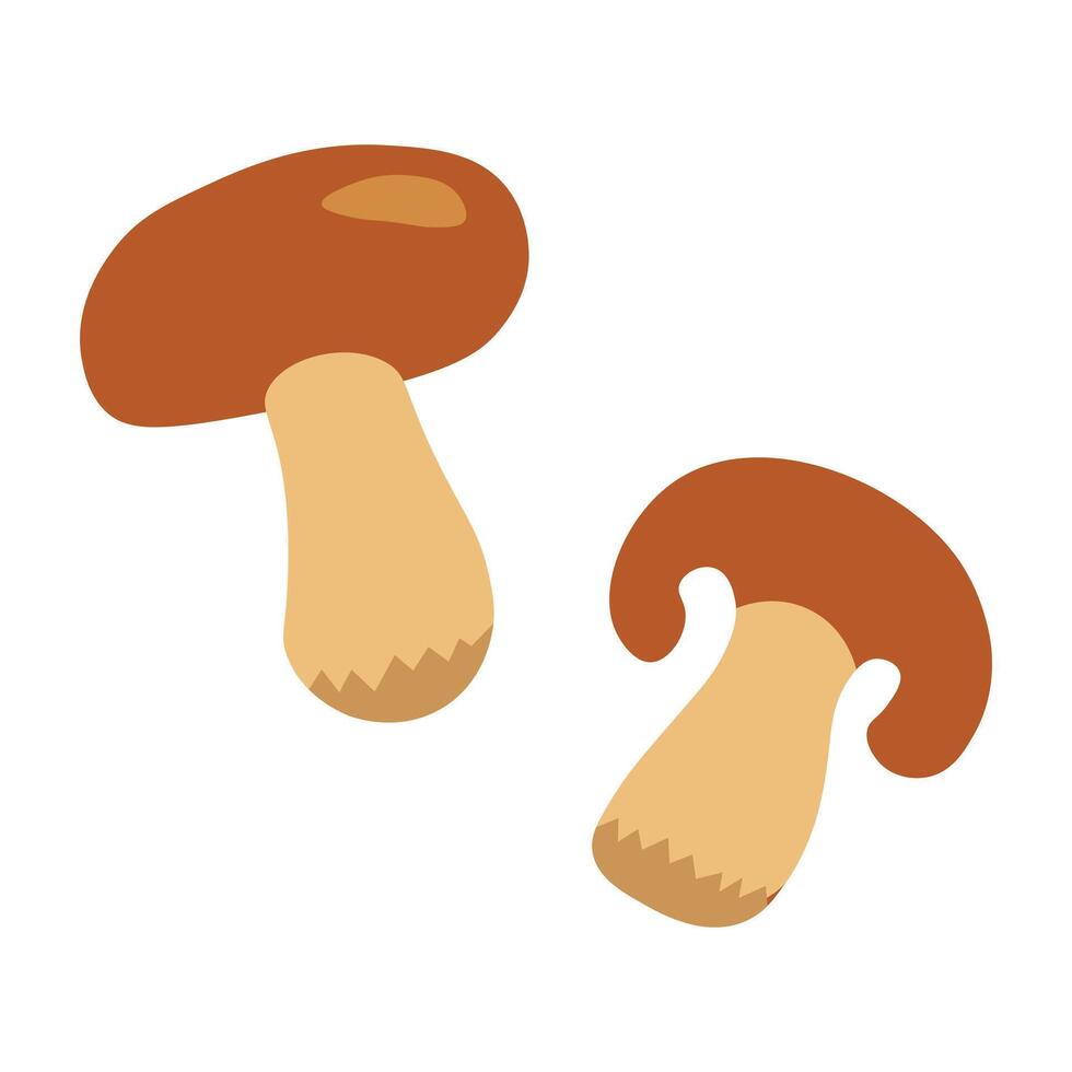 Mushrooms flat isolated illustration. Varieties, uses, and benefits for everyone vector