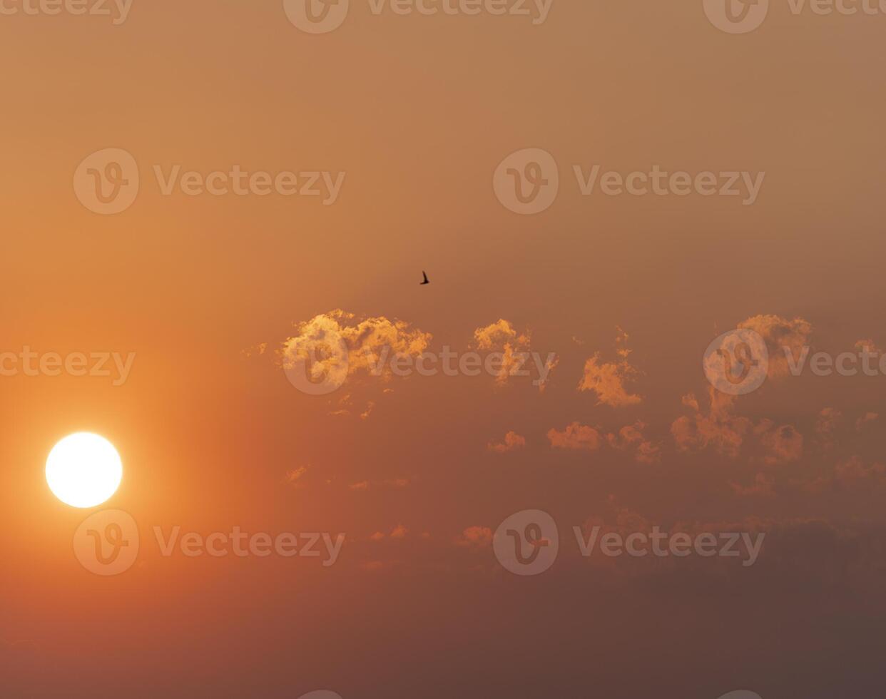 sun setting and birds flying photo