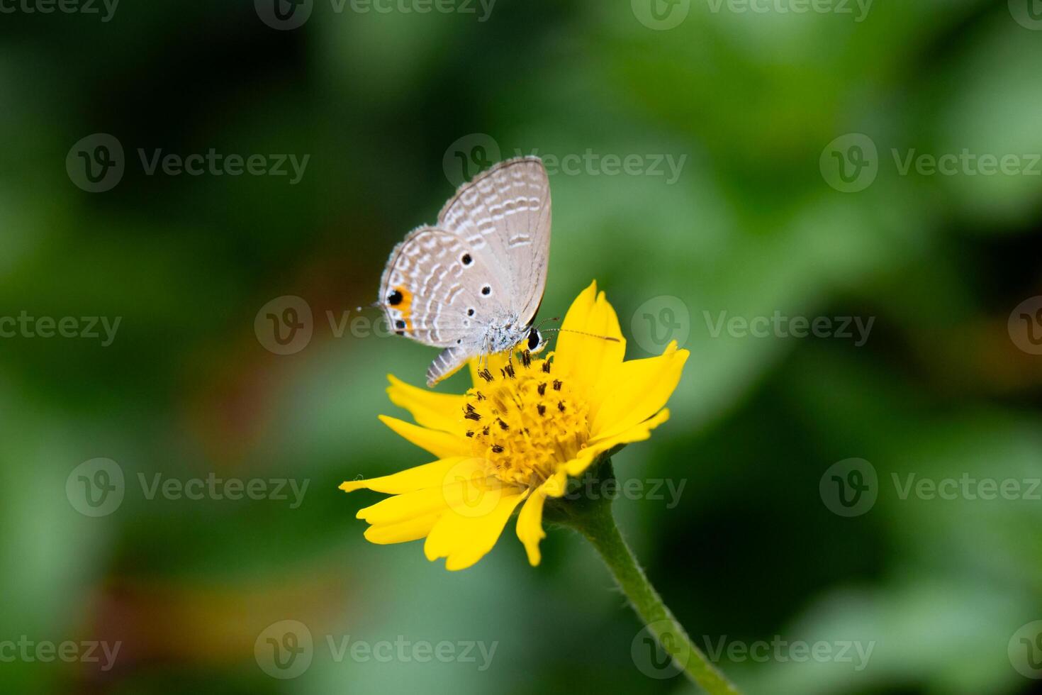 A brown butterfly rests gently on a yellow flower in a vibrant garden. Copy space. photo
