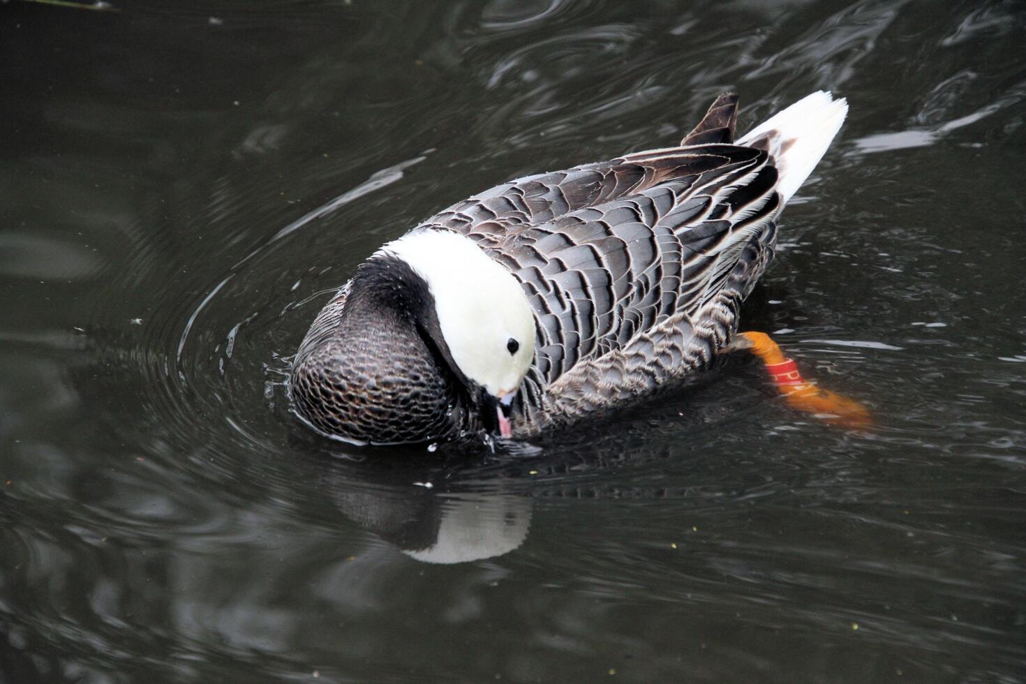A view of an Emporer Goose photo