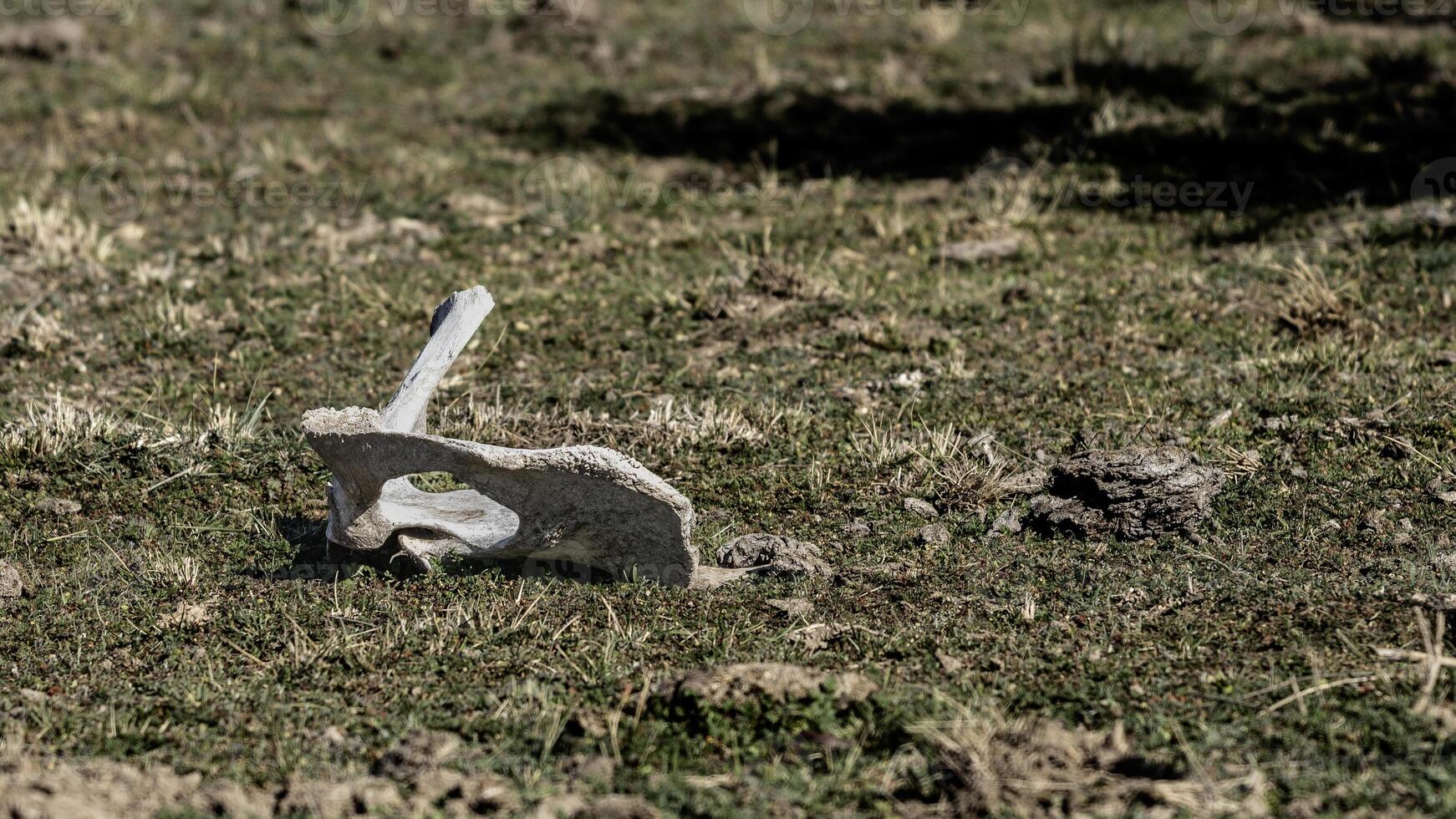 vaca hueso en el pampa foto