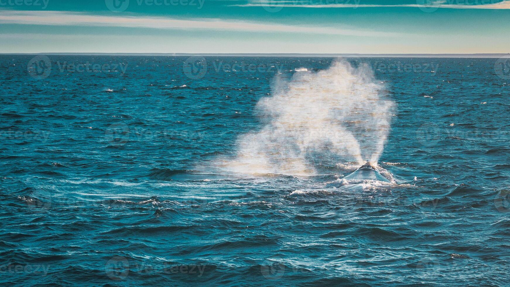 whale breathing in freedom photo