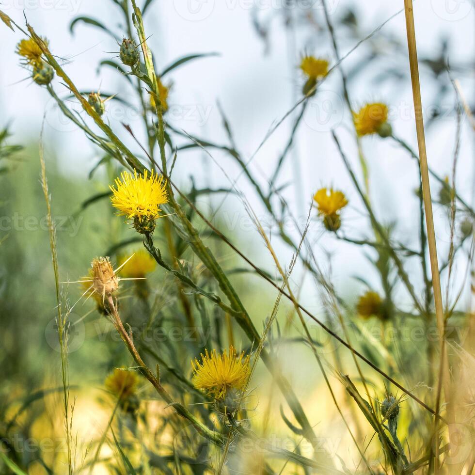 spring field flowers photo