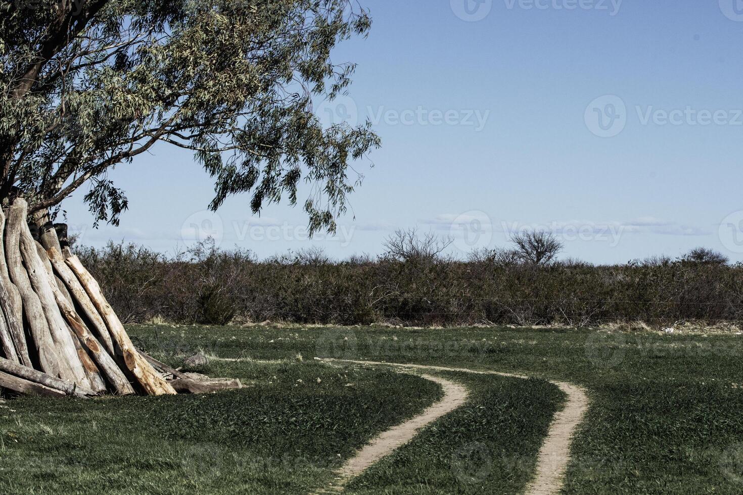 patagonian forest trails photo