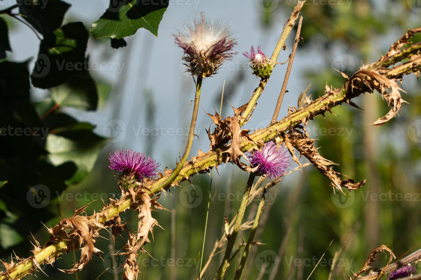 thistle flowers in the field photo