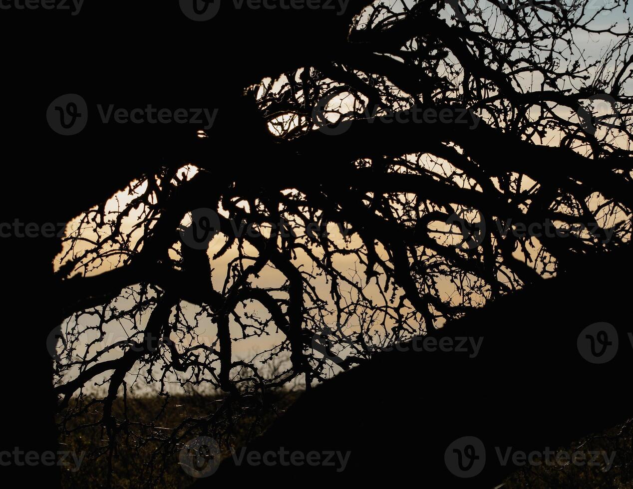 sunset through calden branches photo