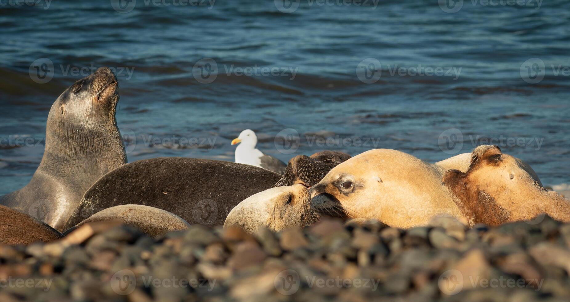 sea lions on the coast photo