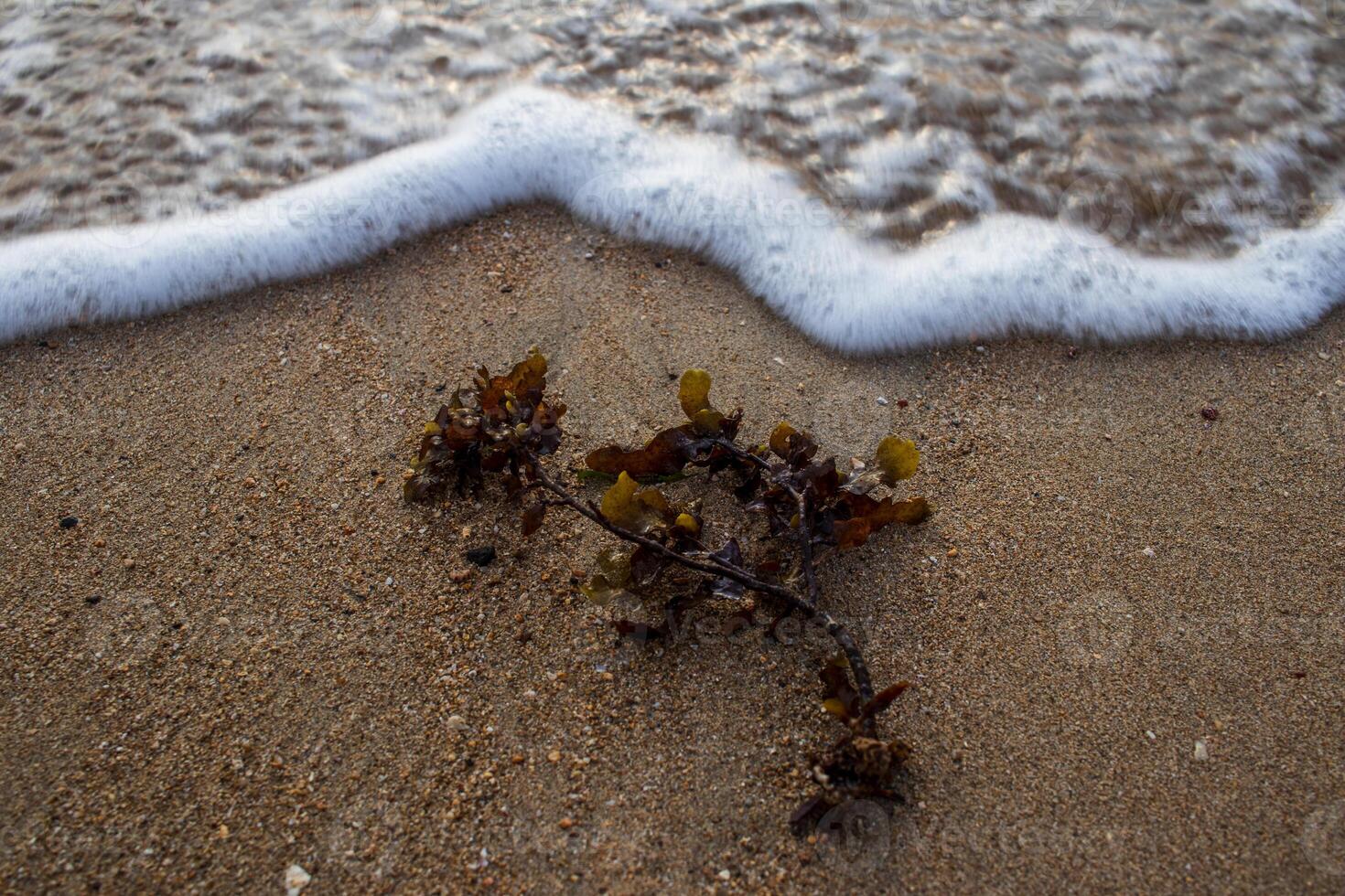 Closeup shot of sea wave on sand photo