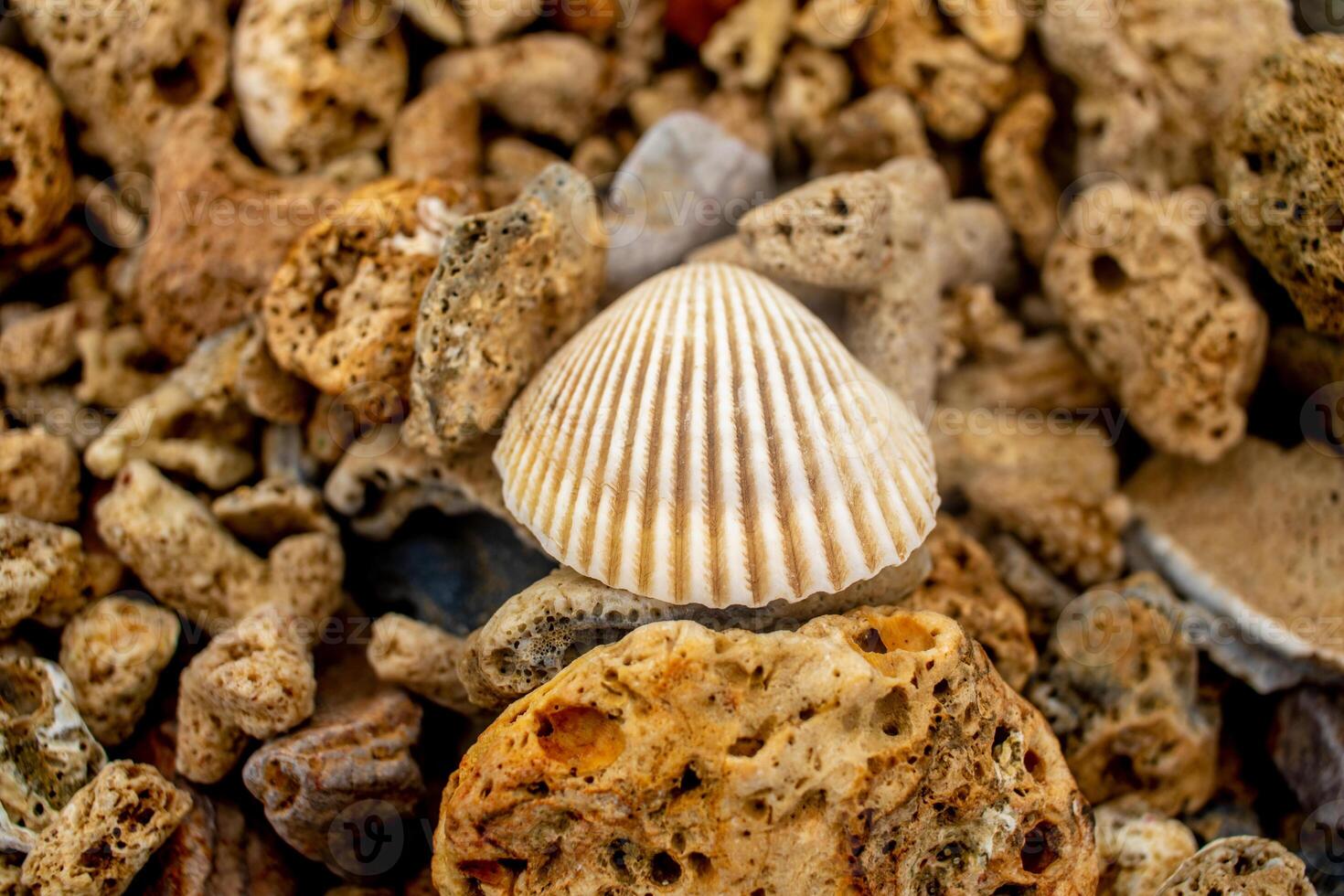 Abstract nature background. Closeup shot of shells and coral photo