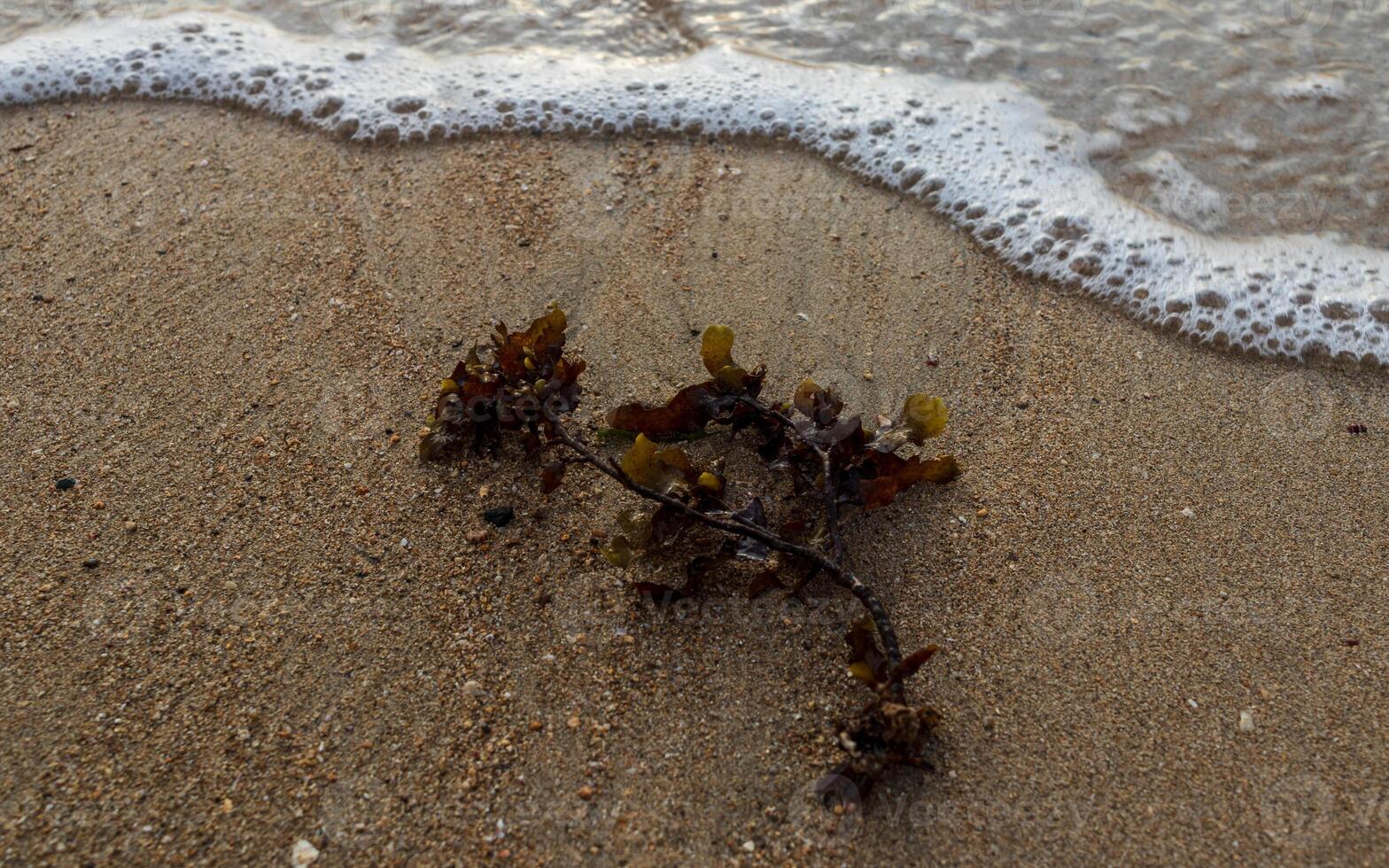 Closeup shot of sea wave on sand photo