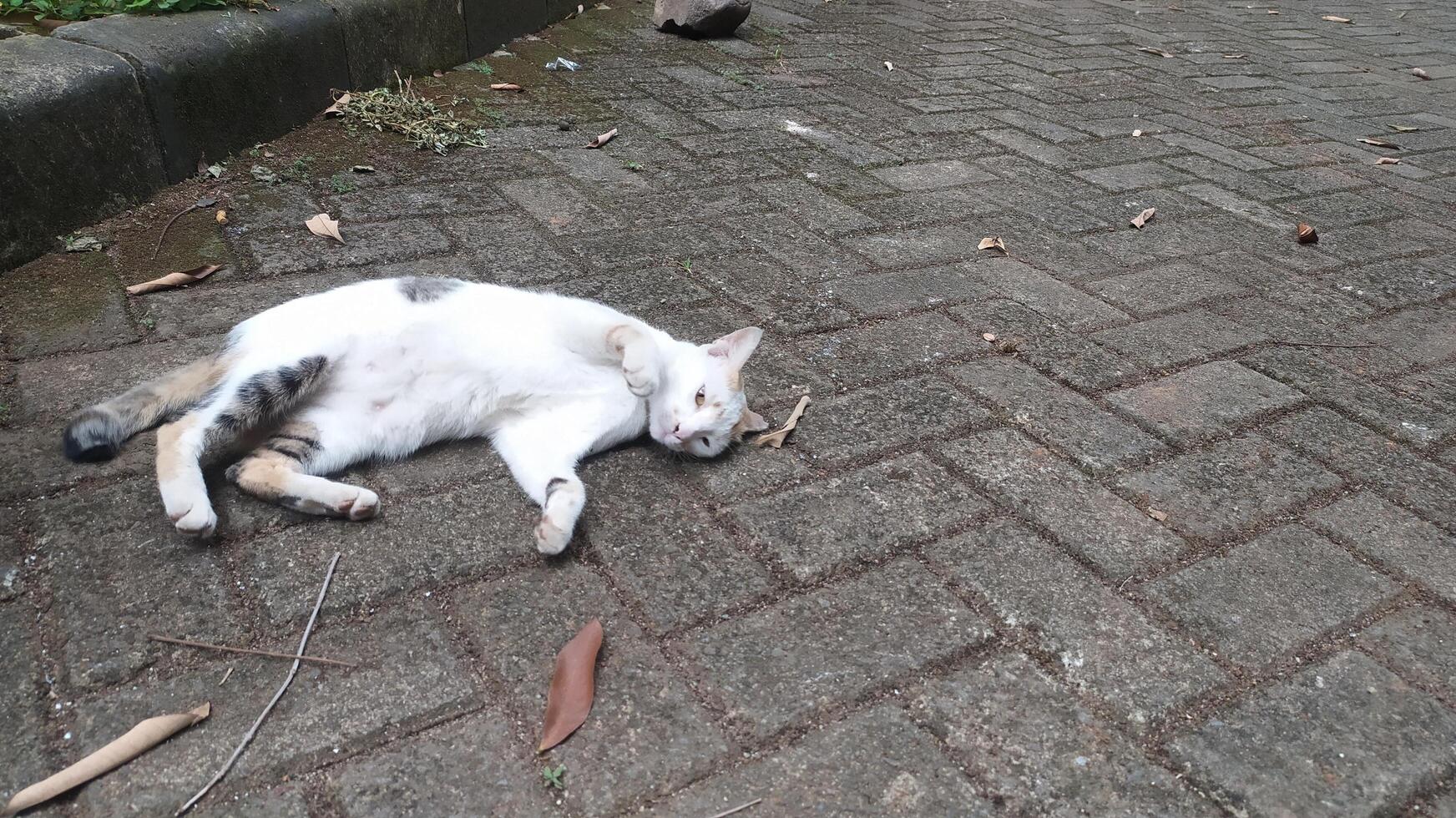 a white cat was lazy and fell asleep in the middle of the road photo