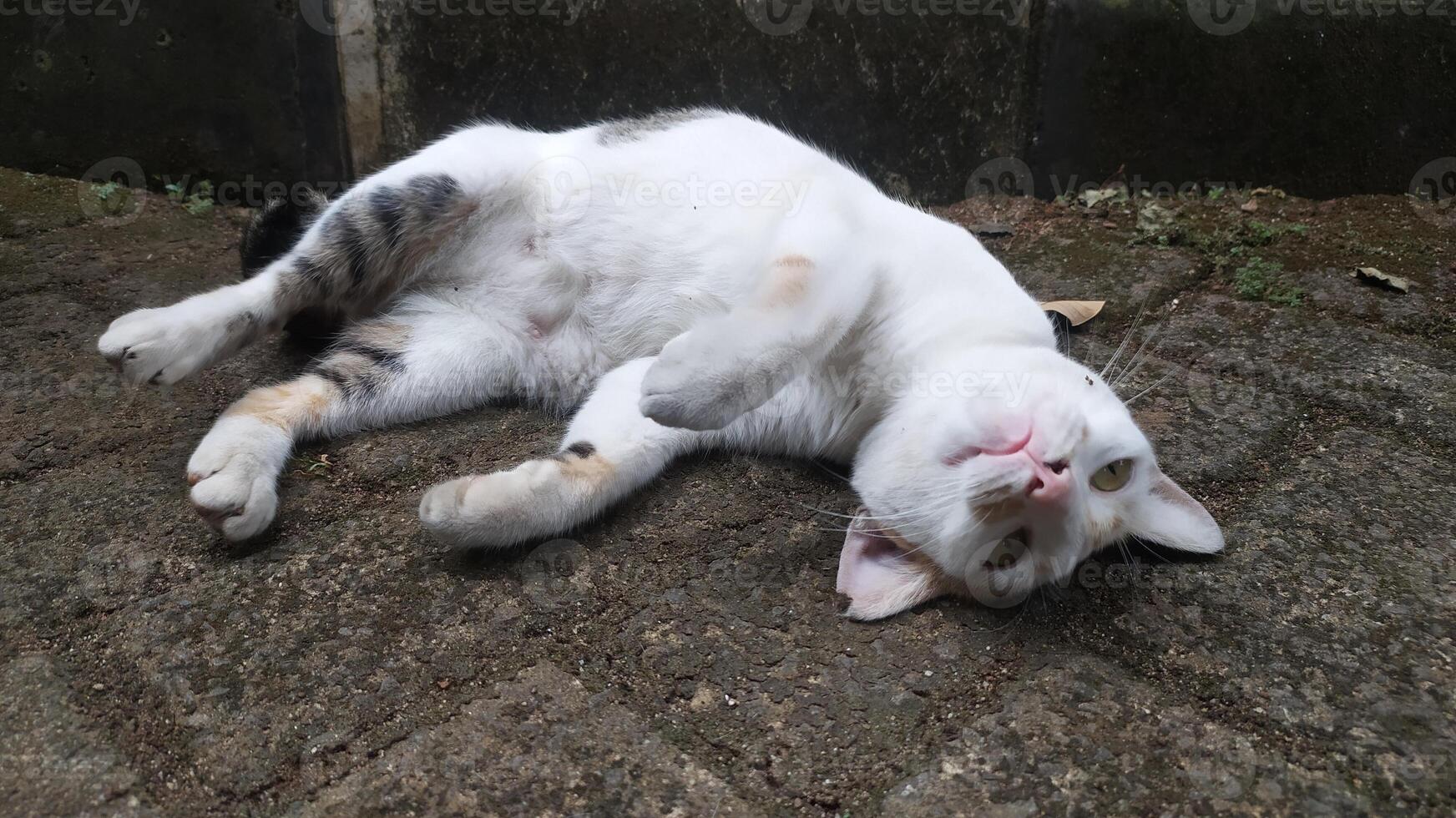 a white cat sleeping peacefully in an adorable pose photo