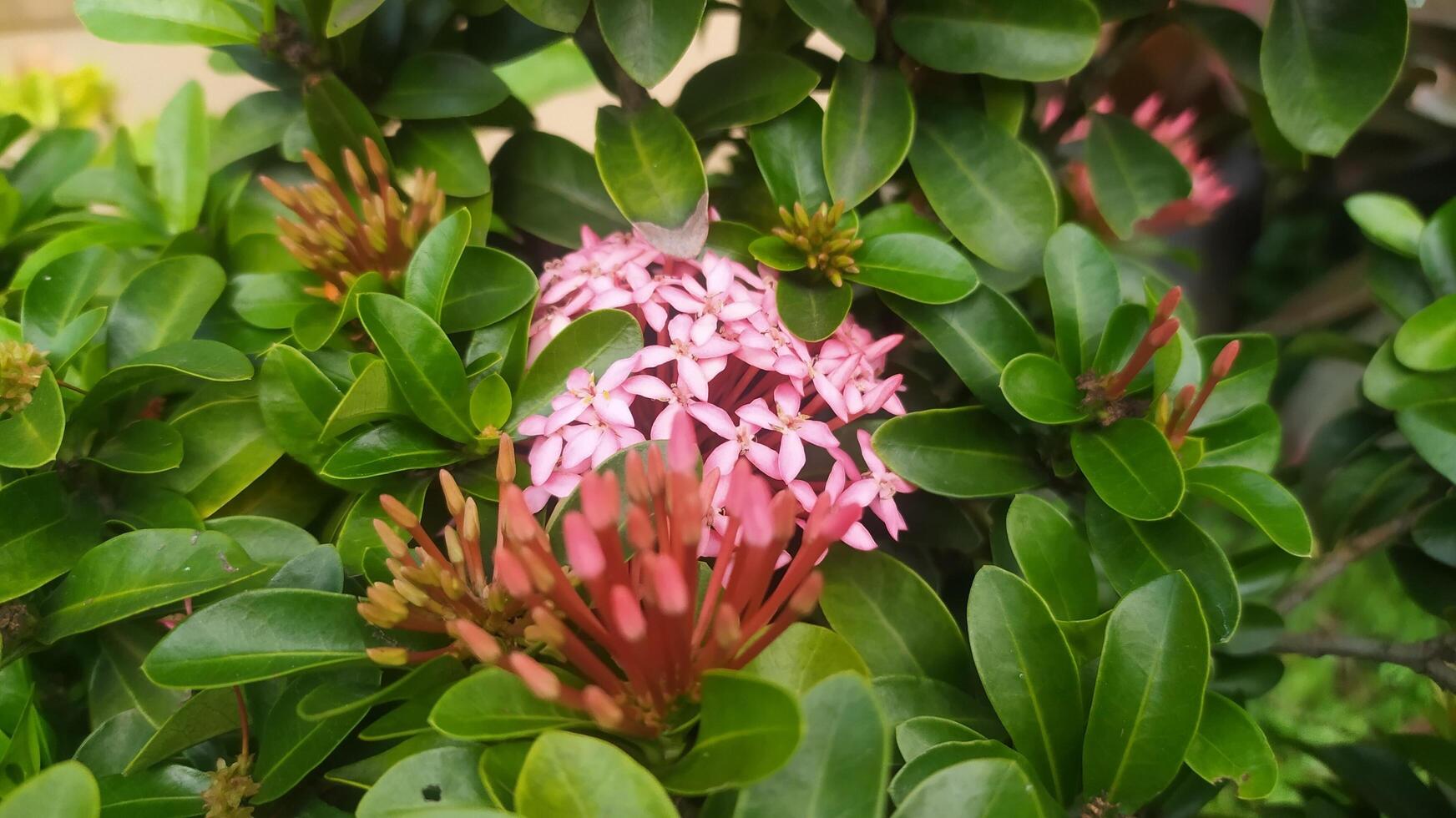 clusters of small flowers blooming on the bushes, the pink flowers are charming and pleasing to the eye photo
