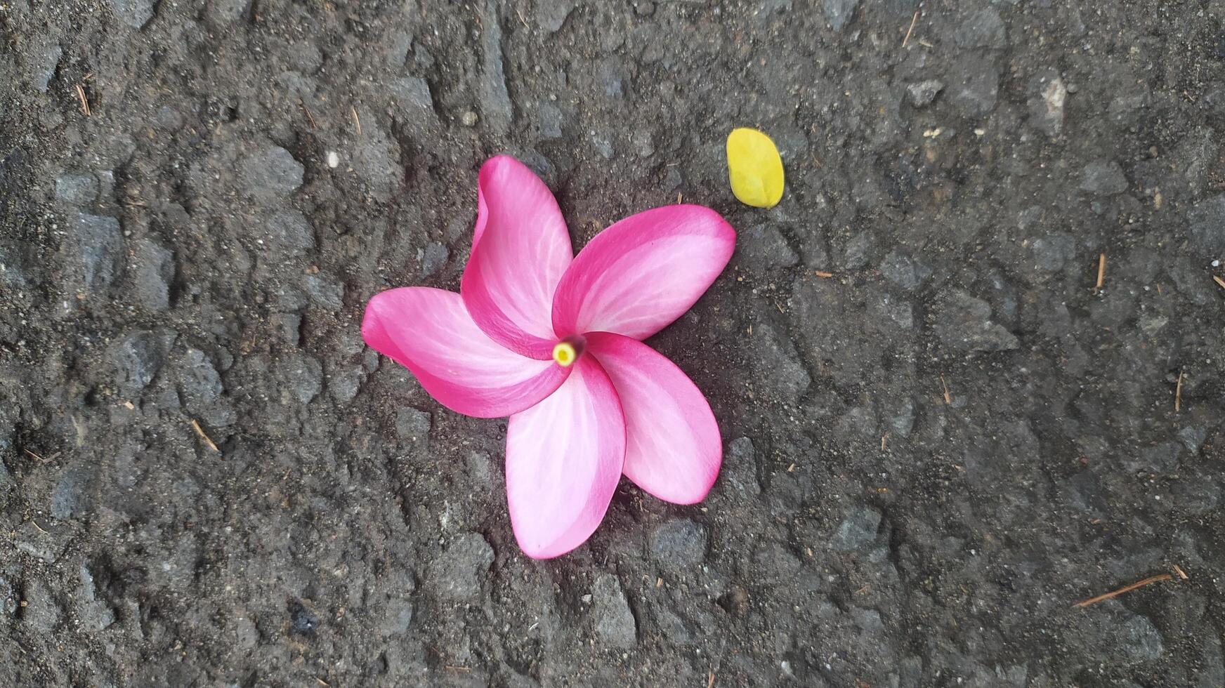 The pink frangipani flowers lying on the ground still look very fresh and have a charming and beautiful color that is eternal photo