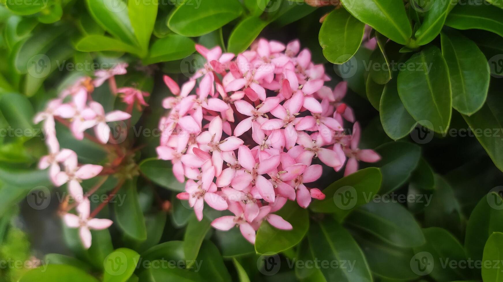 clusters of beautiful small pink flowers blooming on the bushes, photo