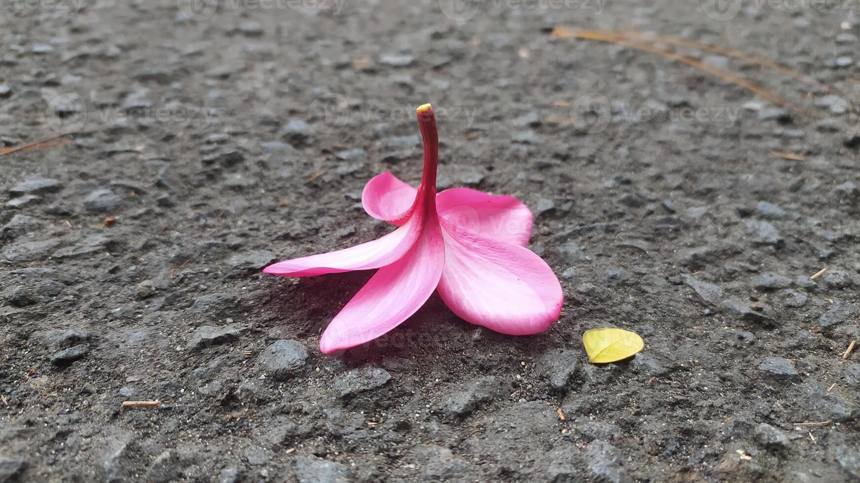 pink frangipani flowers lying on the ground, photo