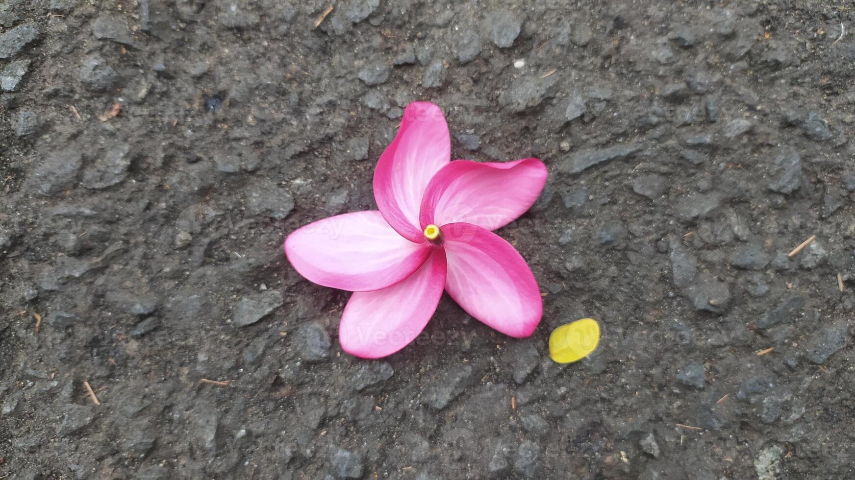 pink frangipani flowers lying on the ground, photo