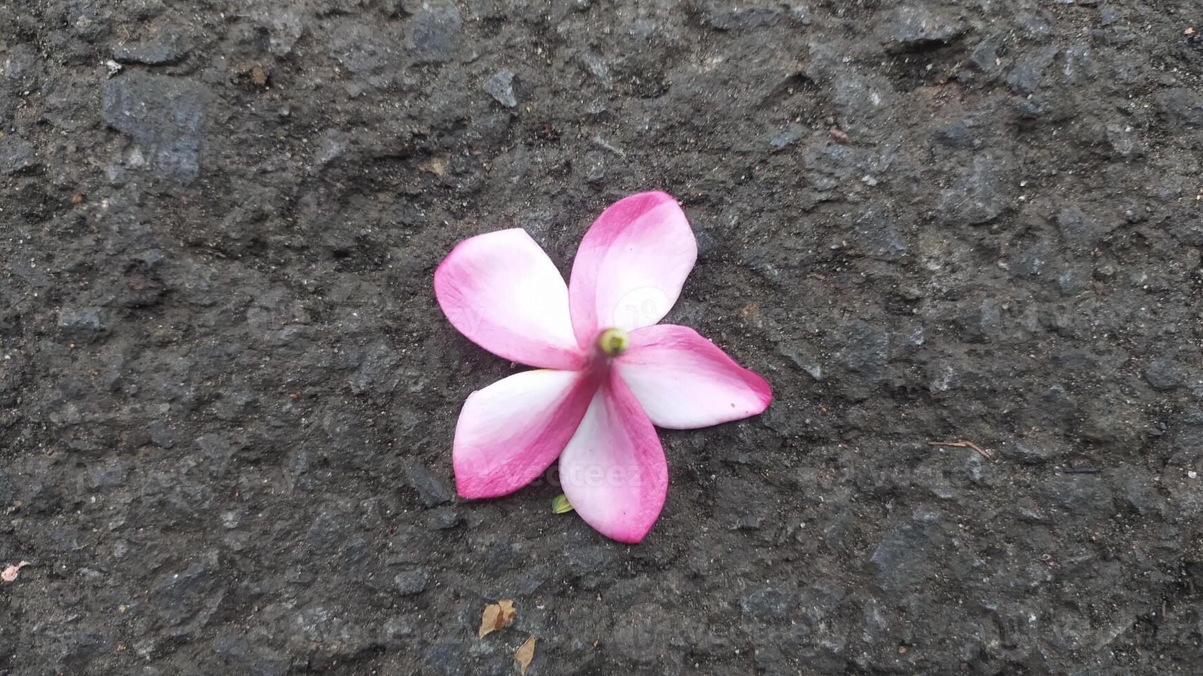 The pink frangipani flowers lying on the ground still look very fresh and have a charming and beautiful color that is eternal photo