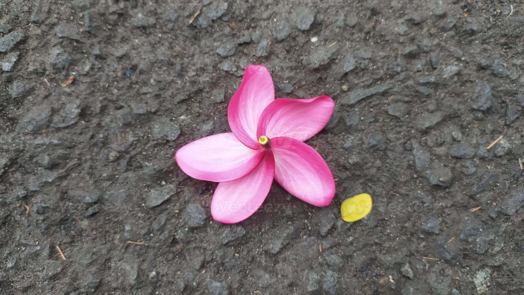 The pink frangipani flowers lying on the ground still look very fresh and have a charming and beautiful color that is eternal photo