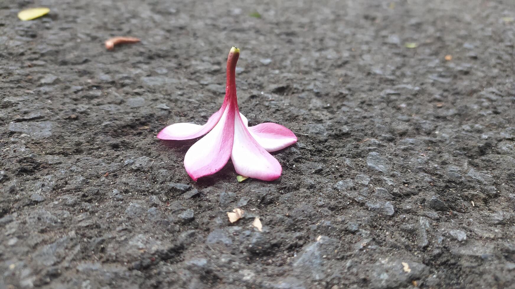 The pink frangipani flowers lying on the ground still look very fresh and have a charming and beautiful color that is eternal photo