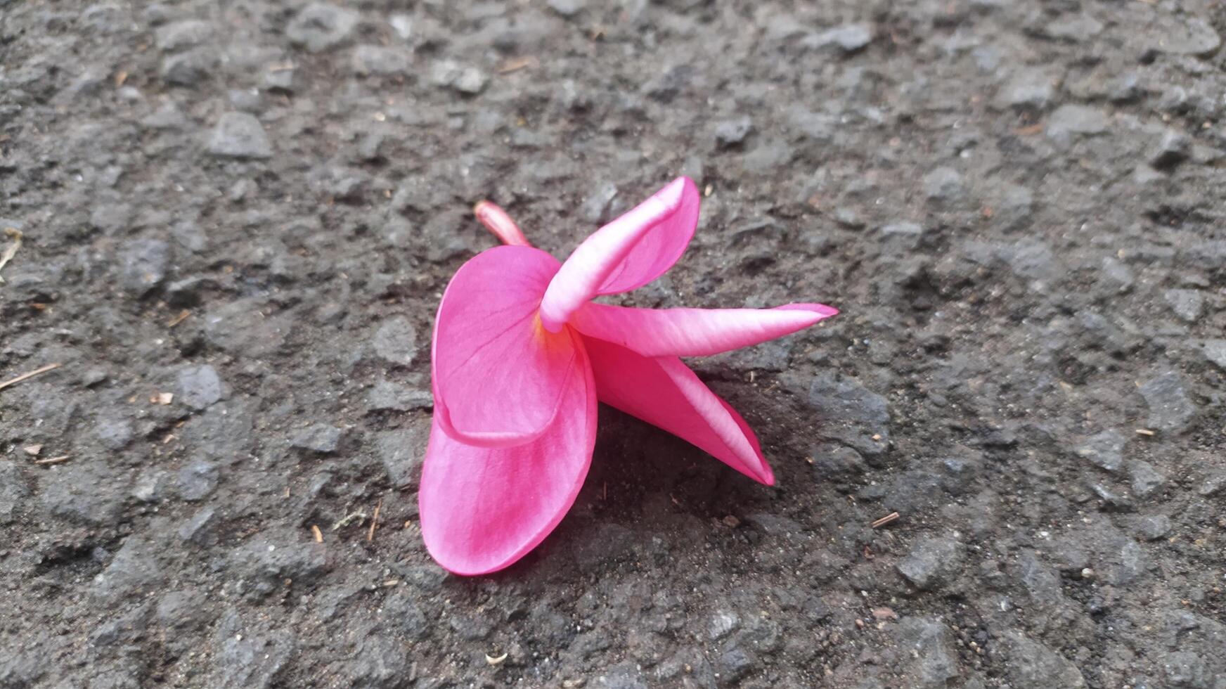 Pink frangipani flowers have a charming charm and very beautiful colors photo