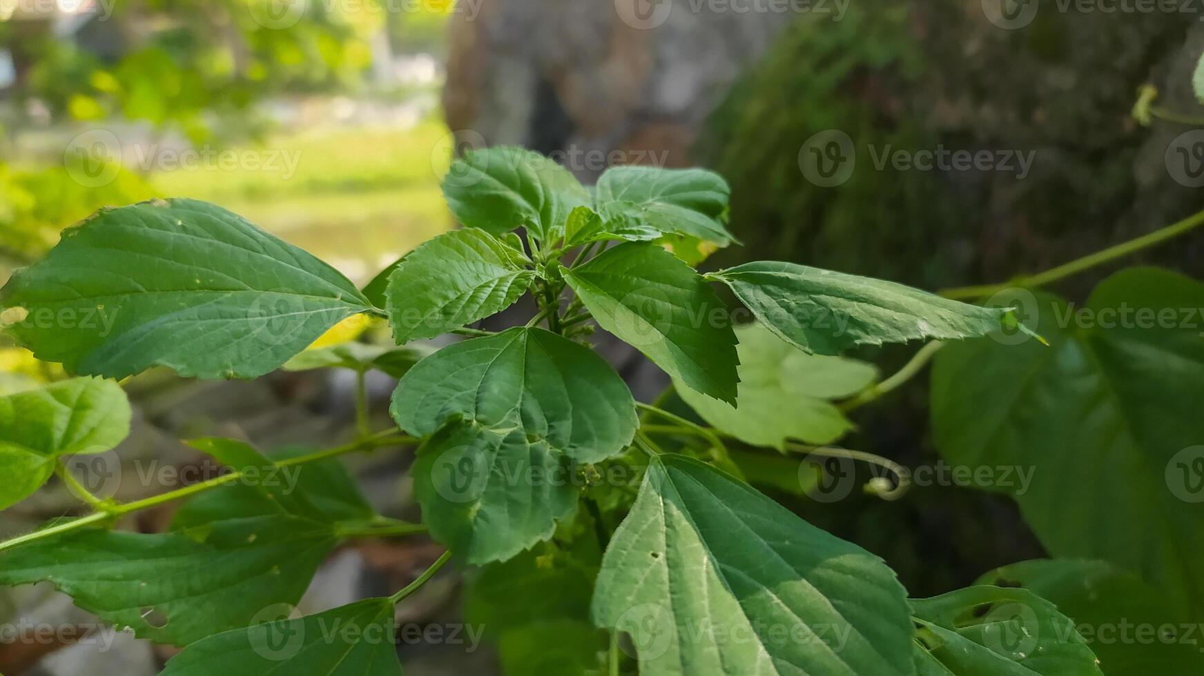 a plant with green leaves and leaves growing in the woods photo