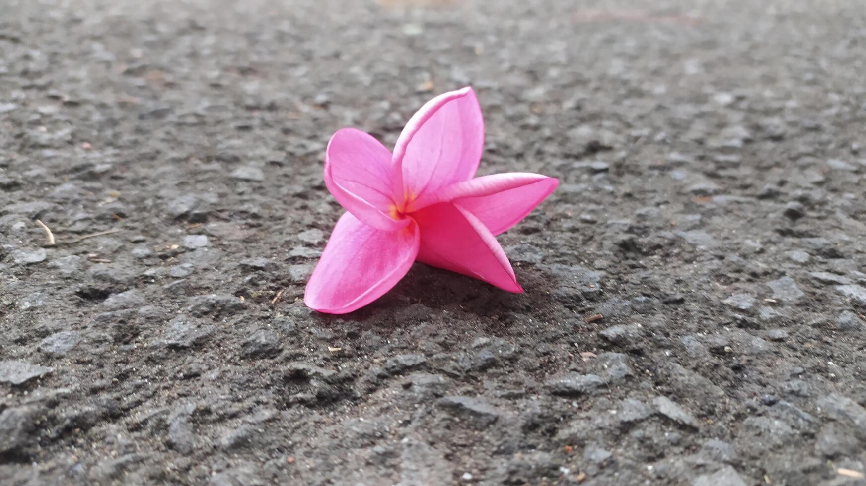 a single pink flower laying on the ground photo