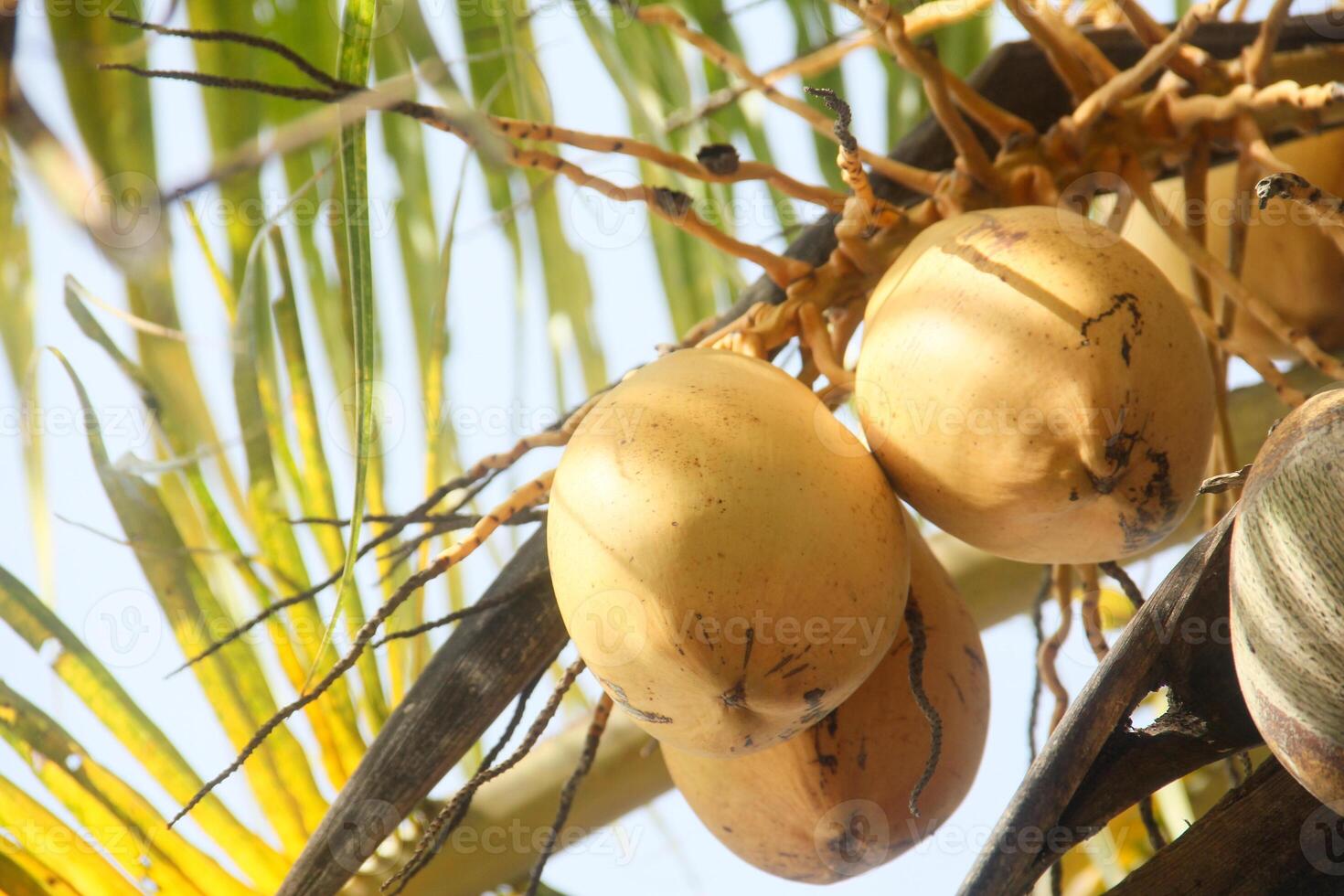 Fruit and yellow coconut trees that are still on the tree photo