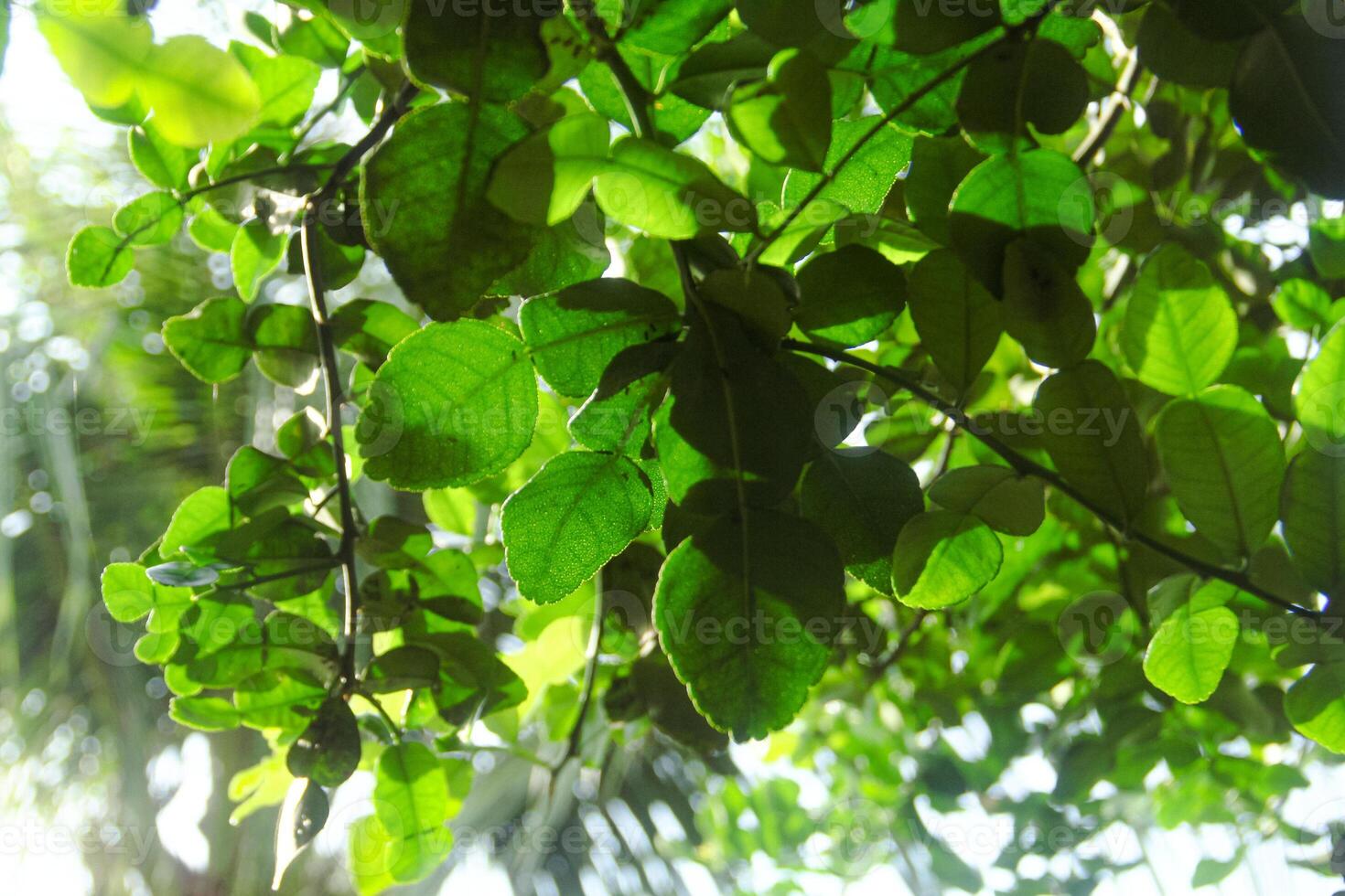 The leaves of the kaffir lime tree are still green and on the tree photo