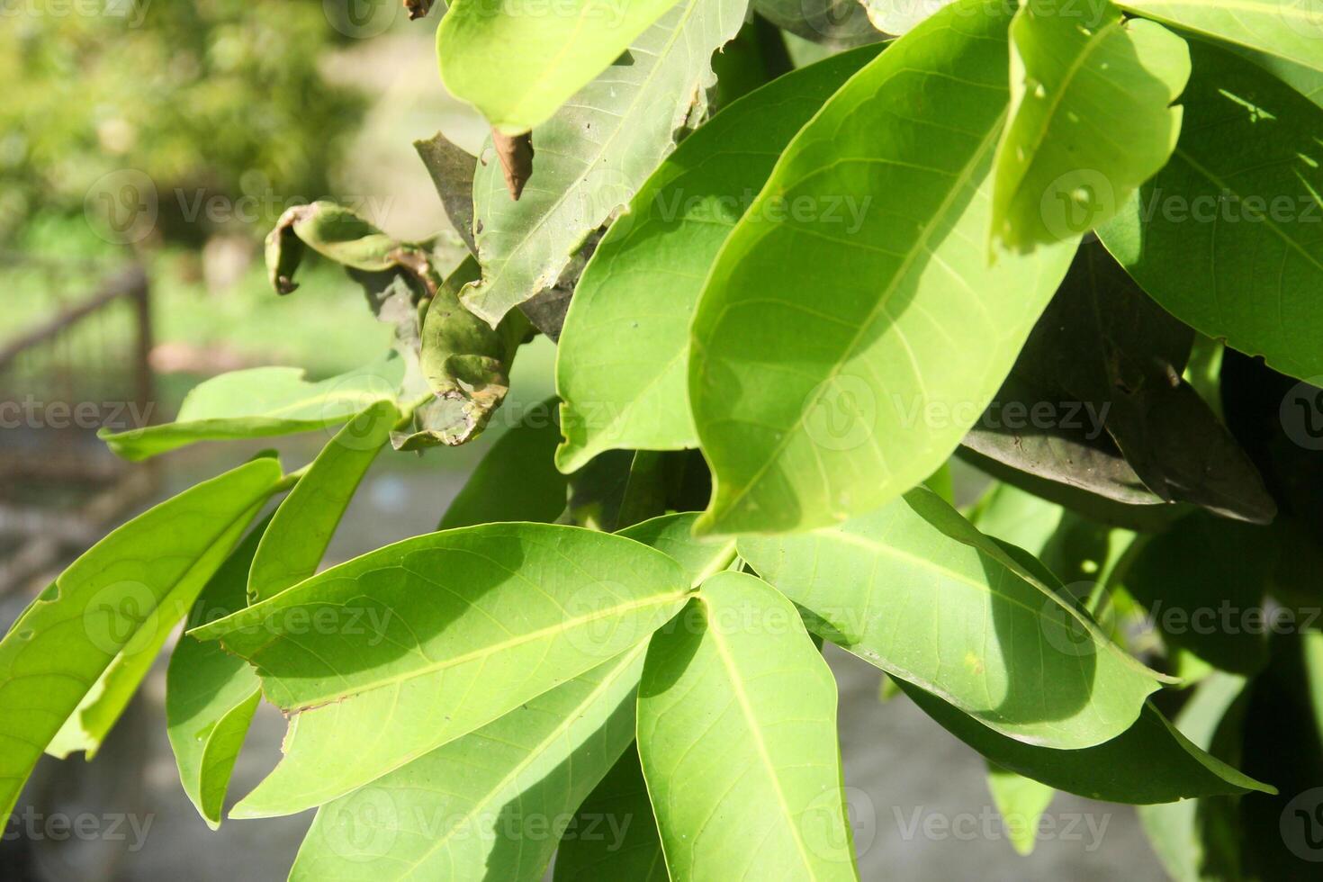 background of green leaves from a water guava tree in the morning sun photo