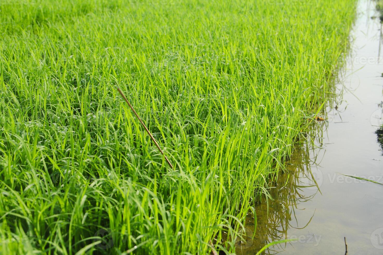 Seeding rice plants before moving them to rice fields for enlargement photo