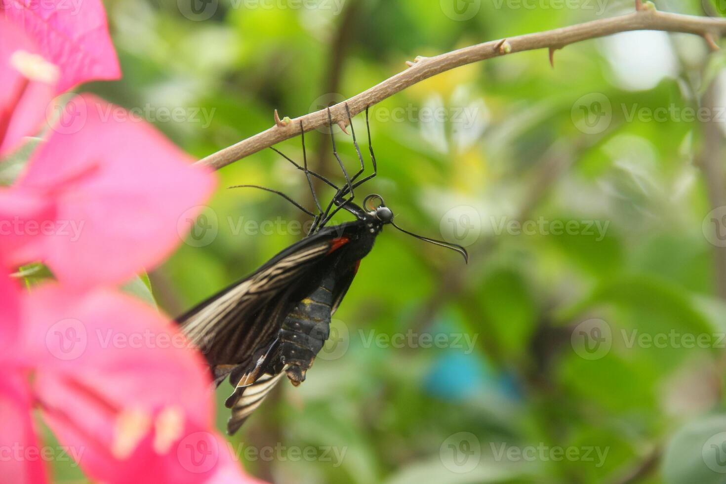Papilio Memnon is a butterfly that has beautiful color patterns and lives in many Asian countries, including Indonesia photo