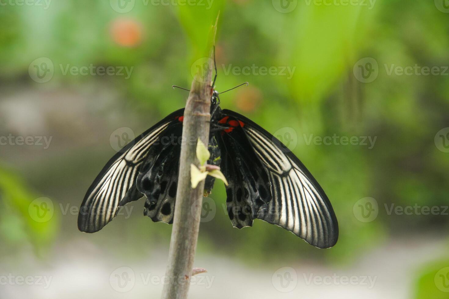 Papilio Memnon is a butterfly that has beautiful color patterns and lives in many Asian countries, including Indonesia photo