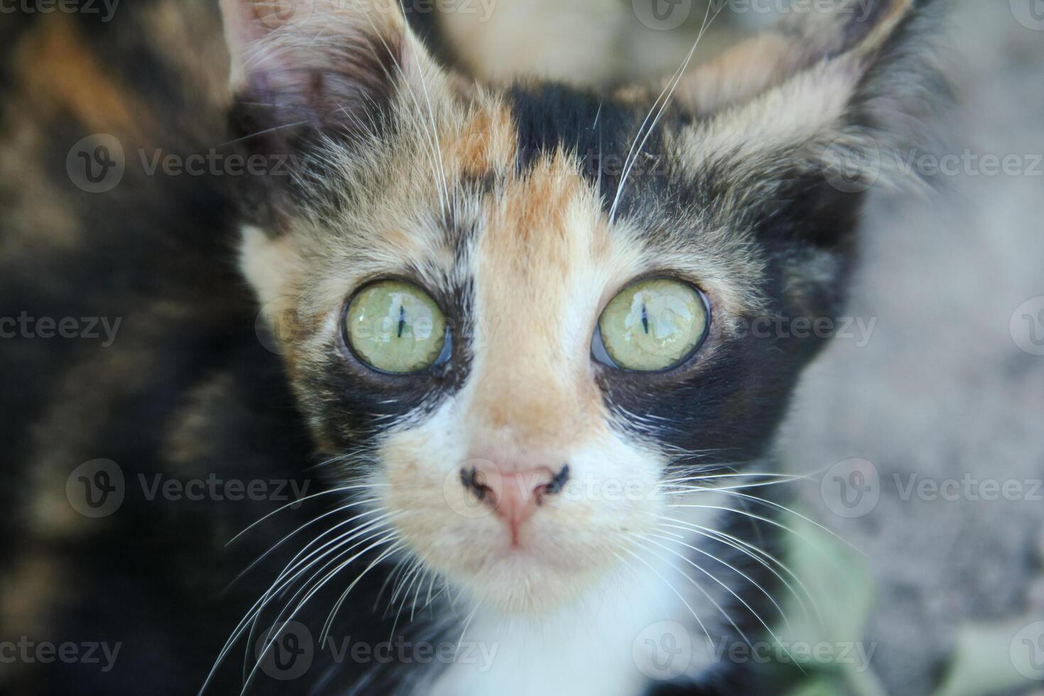 Close-up of a kitten's face in the front yard of the house photo
