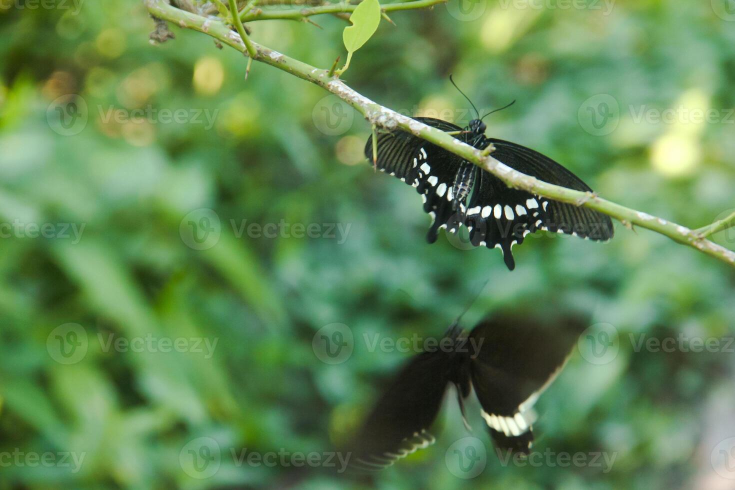 A skipper butterfly is perched on a lime tree and is being disturbed by other skipper butterflies photo
