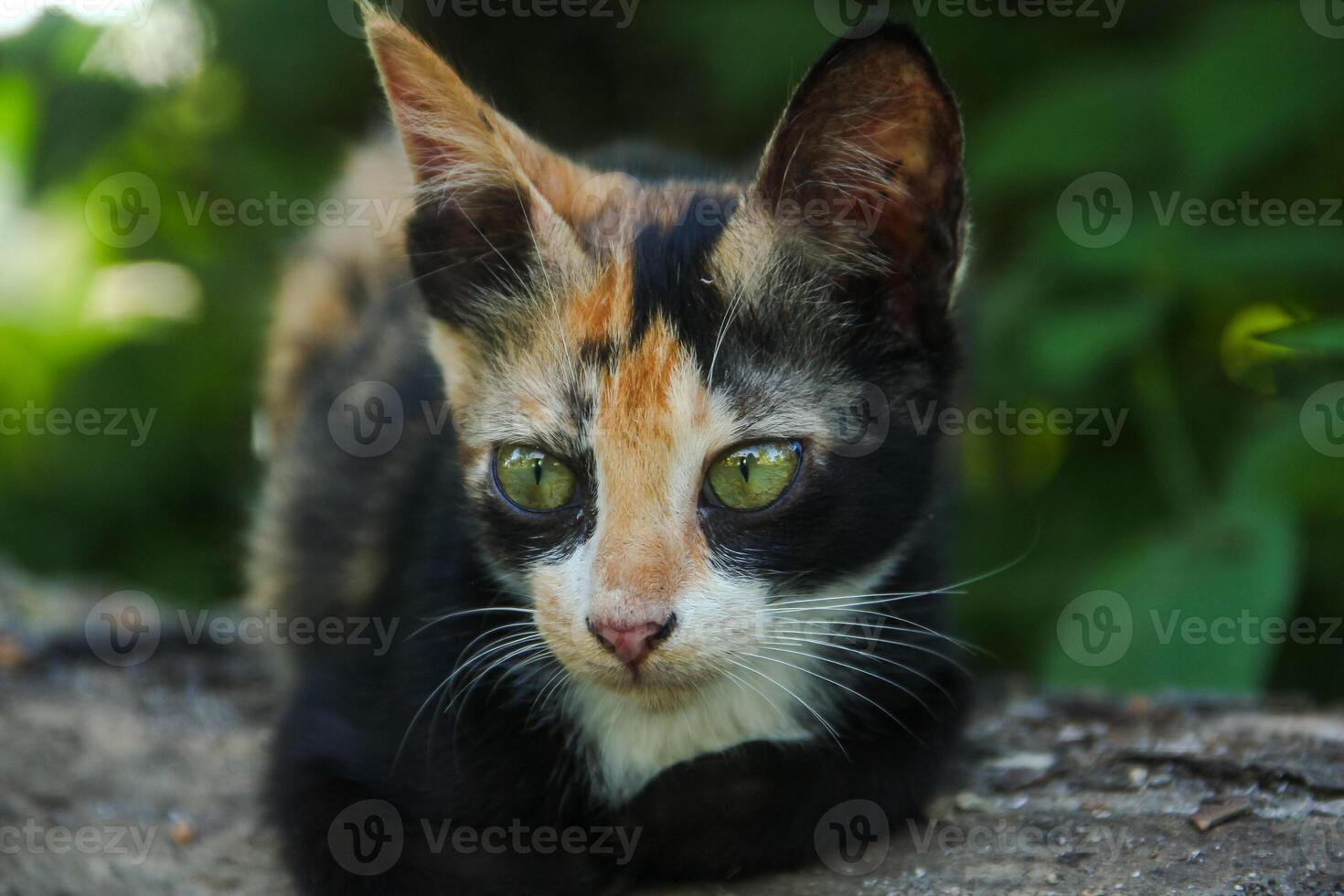 Close-up of a kitten's face in the front yard of the house photo