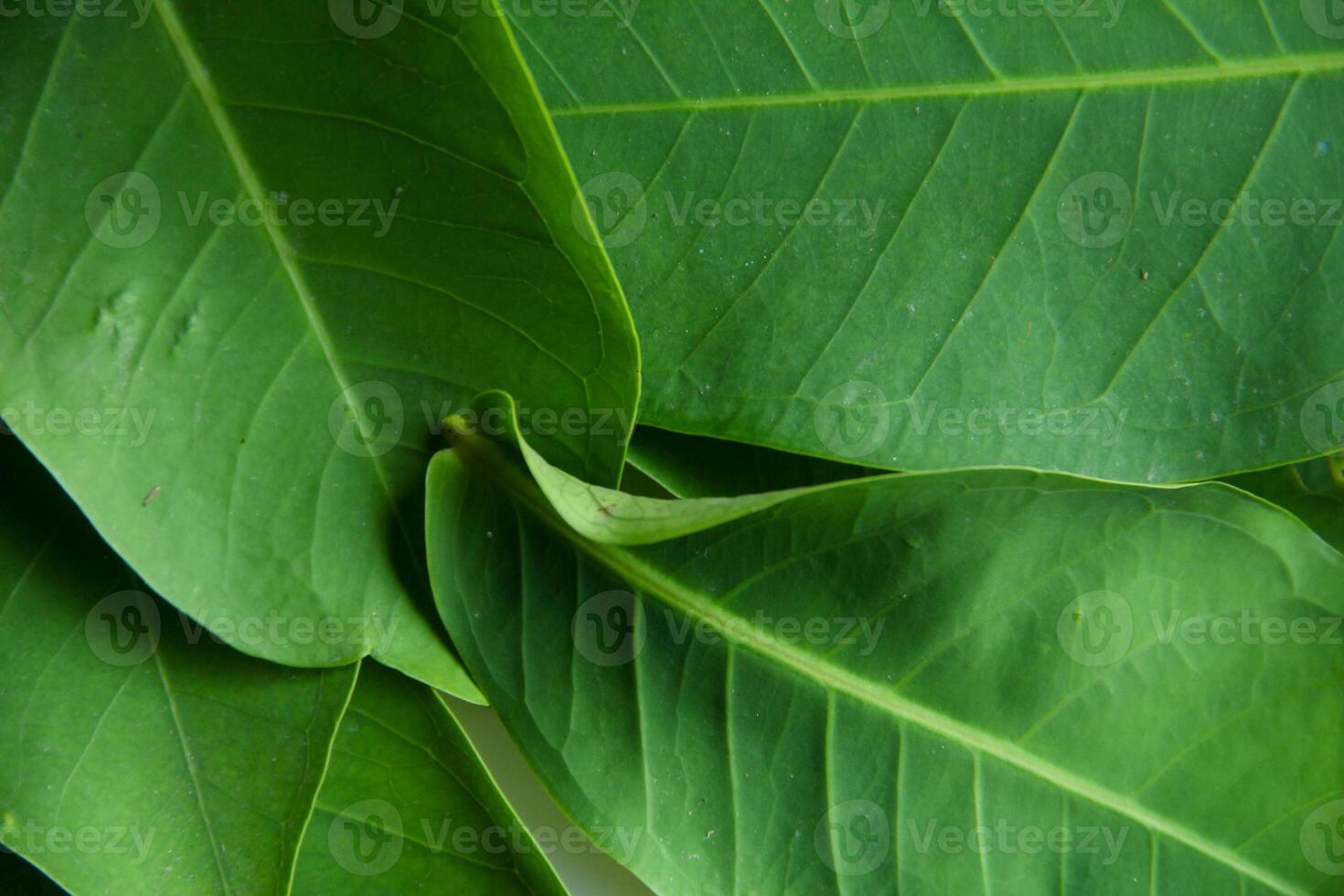 Background of green leaves from water guava trees illuminated by the morning sun photo