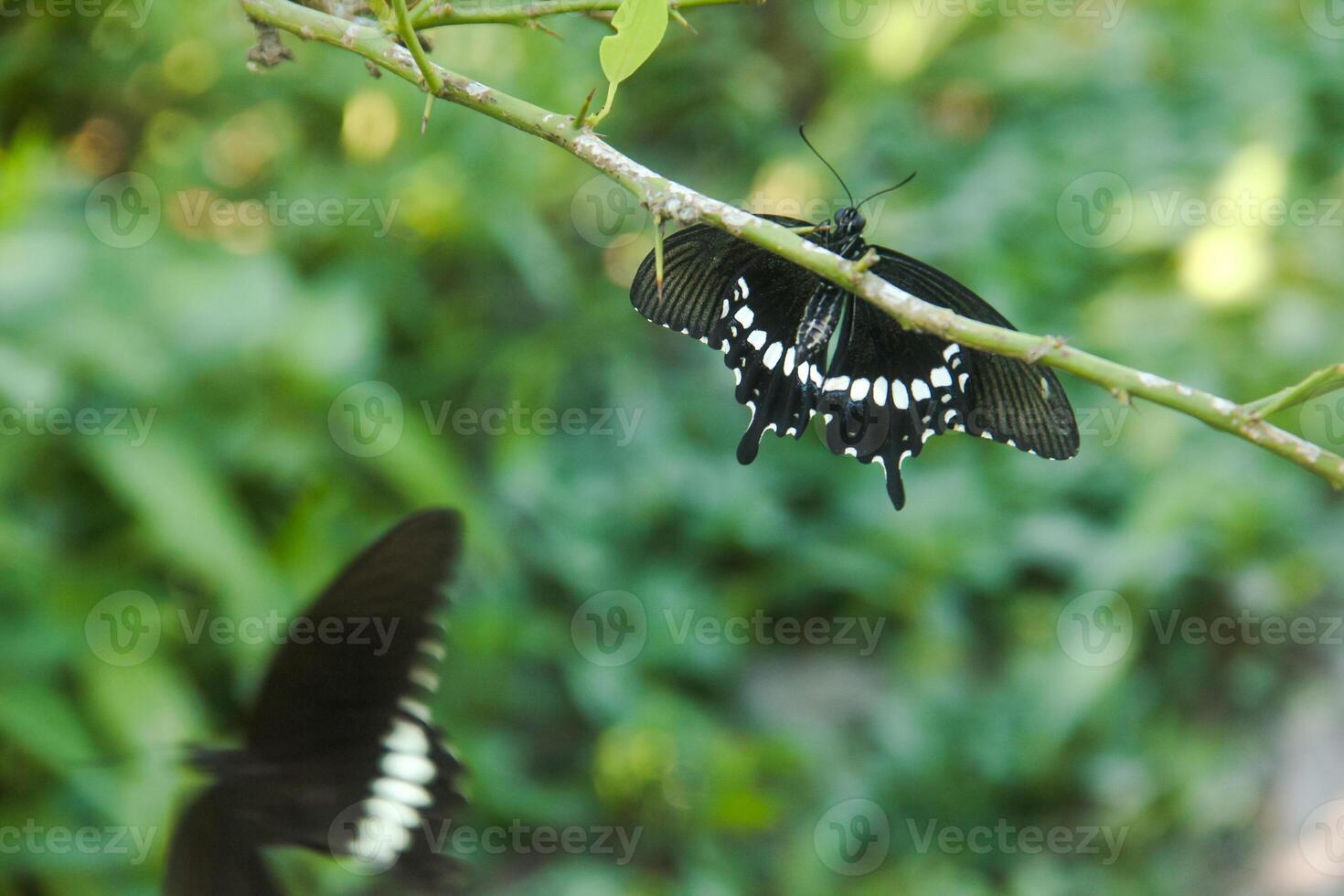 A skipper butterfly is perched on a lime tree and is being disturbed by other skipper butterflies photo