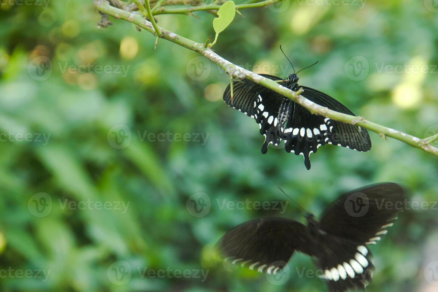 A skipper butterfly is perched on a lime tree and is being disturbed by other skipper butterflies photo