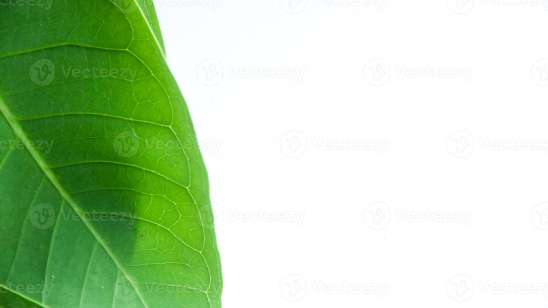 Fresh green leaves with negative space on the right side photo
