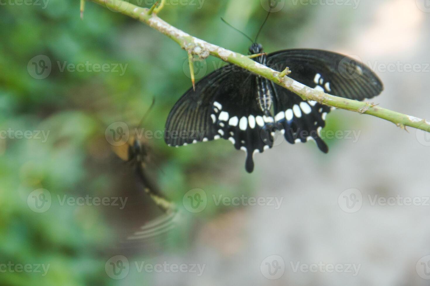 A skipper butterfly is perched on a lime tree and is being disturbed by other skipper butterflies photo