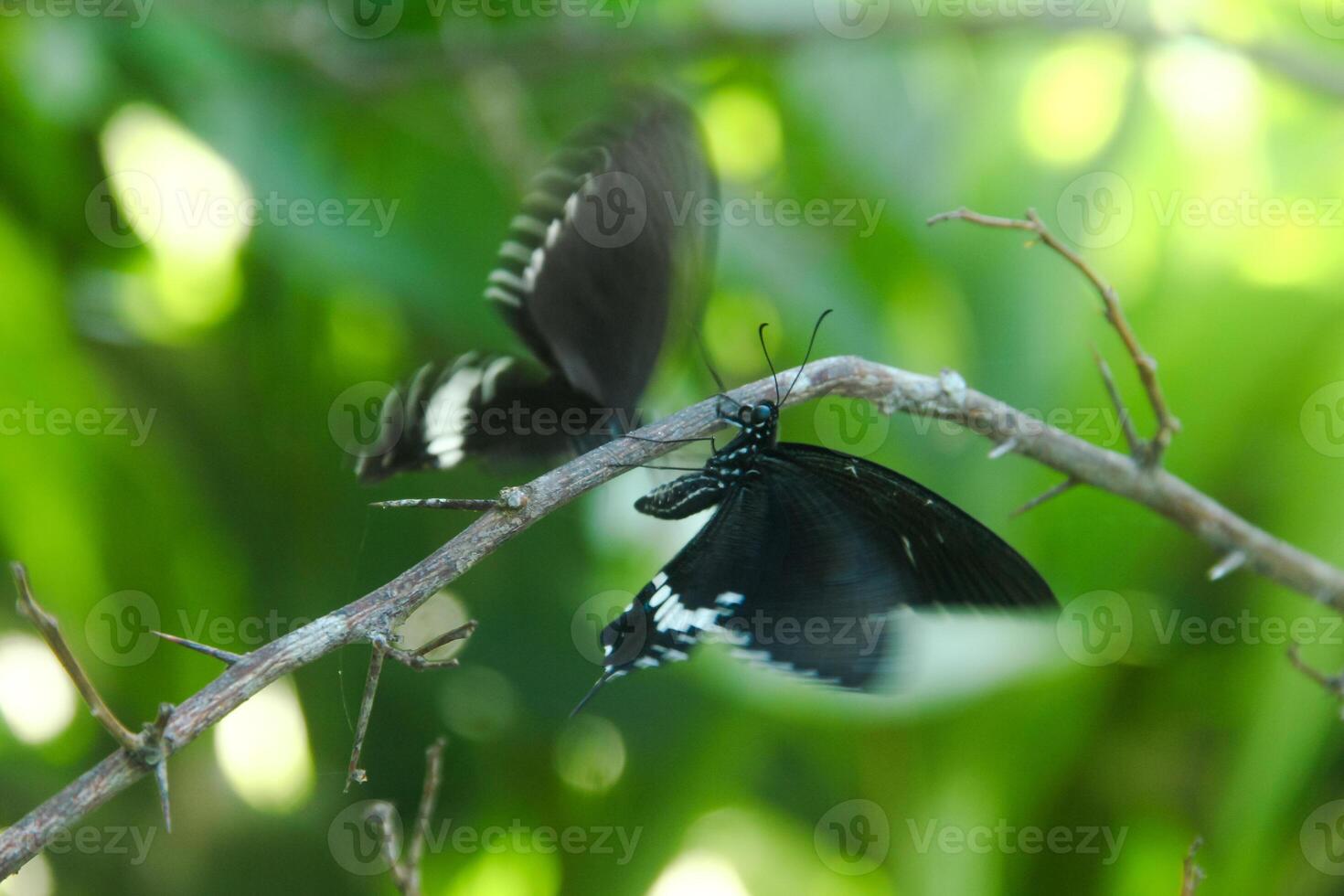 A skipper butterfly is perched on a lime tree and is being disturbed by other skipper butterflies photo