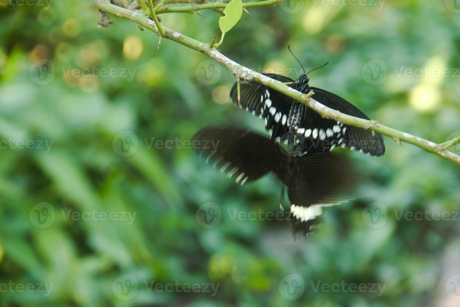 A skipper butterfly is perched on a lime tree and is being disturbed by other skipper butterflies photo
