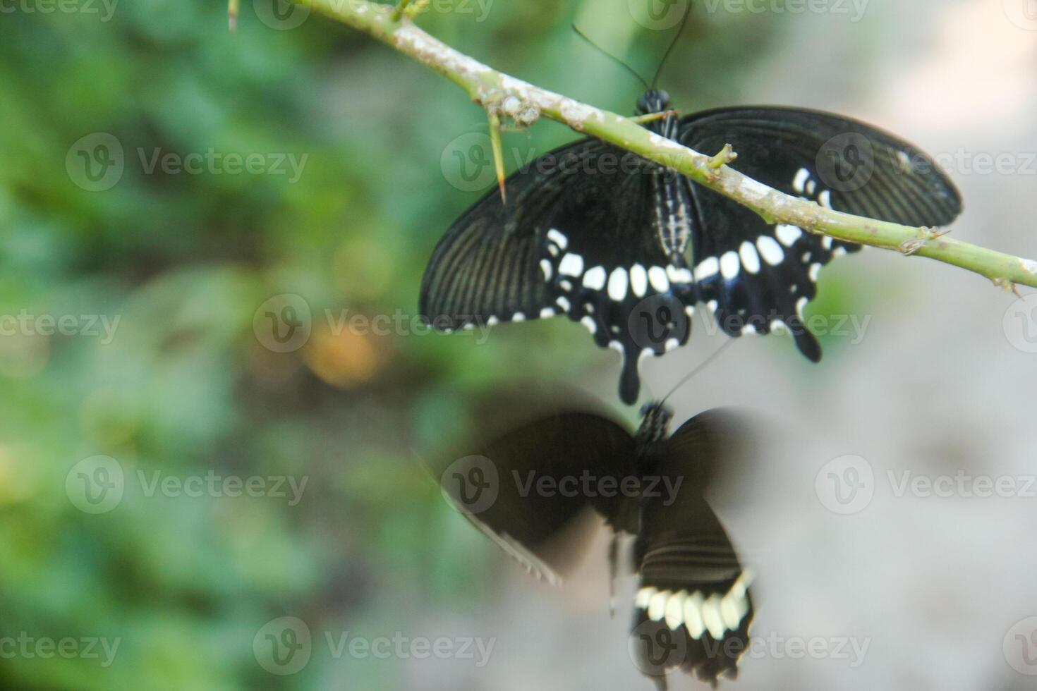 A skipper butterfly is perched on a lime tree and is being disturbed by other skipper butterflies photo