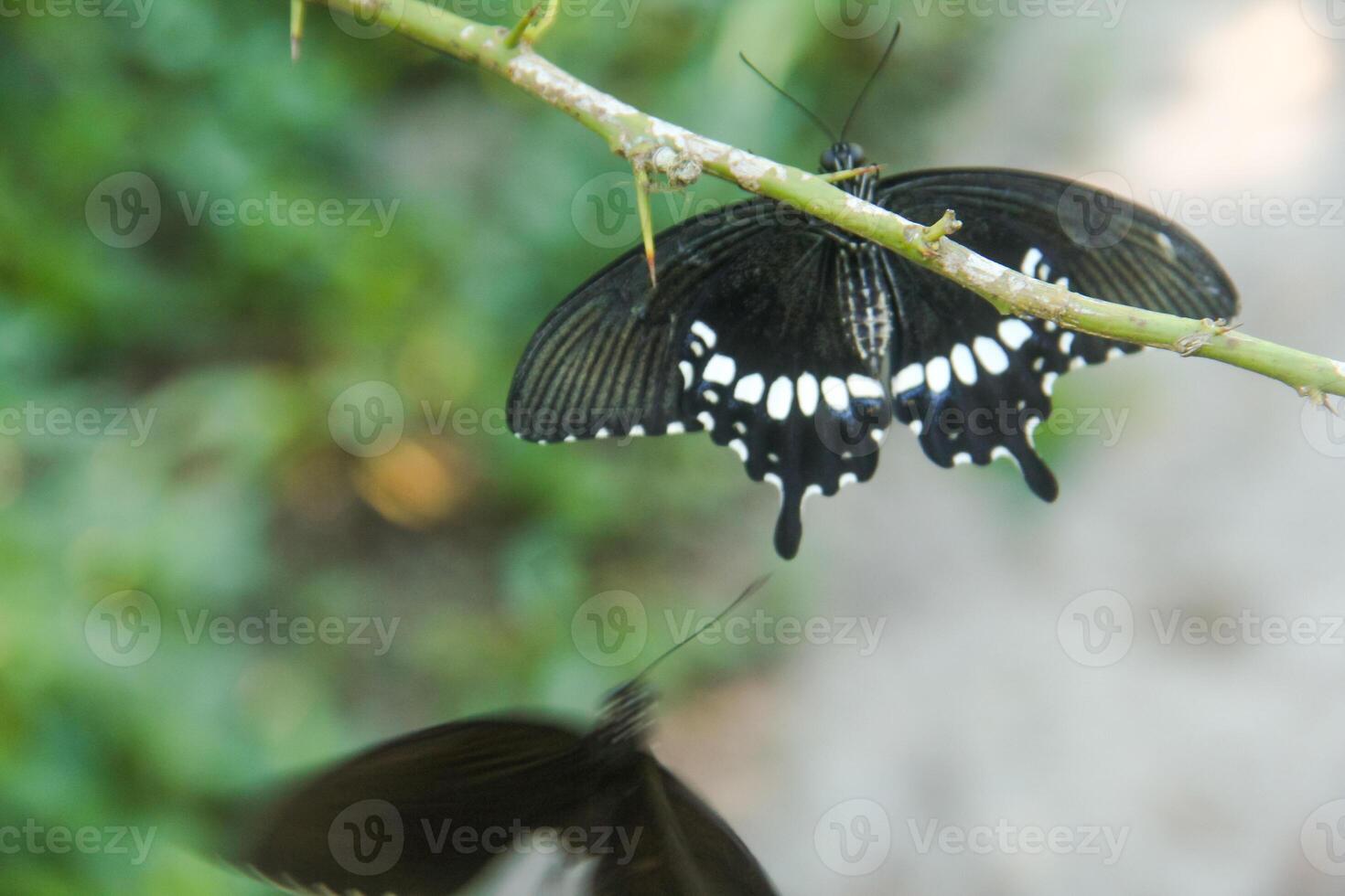 A skipper butterfly is perched on a lime tree and is being disturbed by other skipper butterflies photo