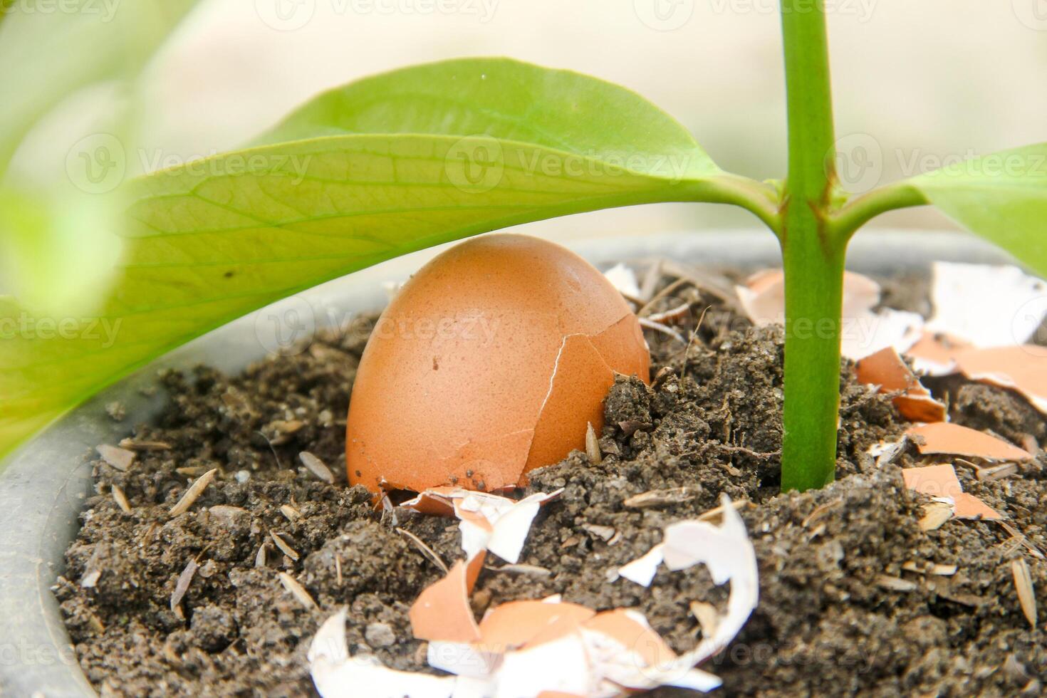 Egg shells and plants, the benefits of calcium from egg shells are good for plant fertility photo