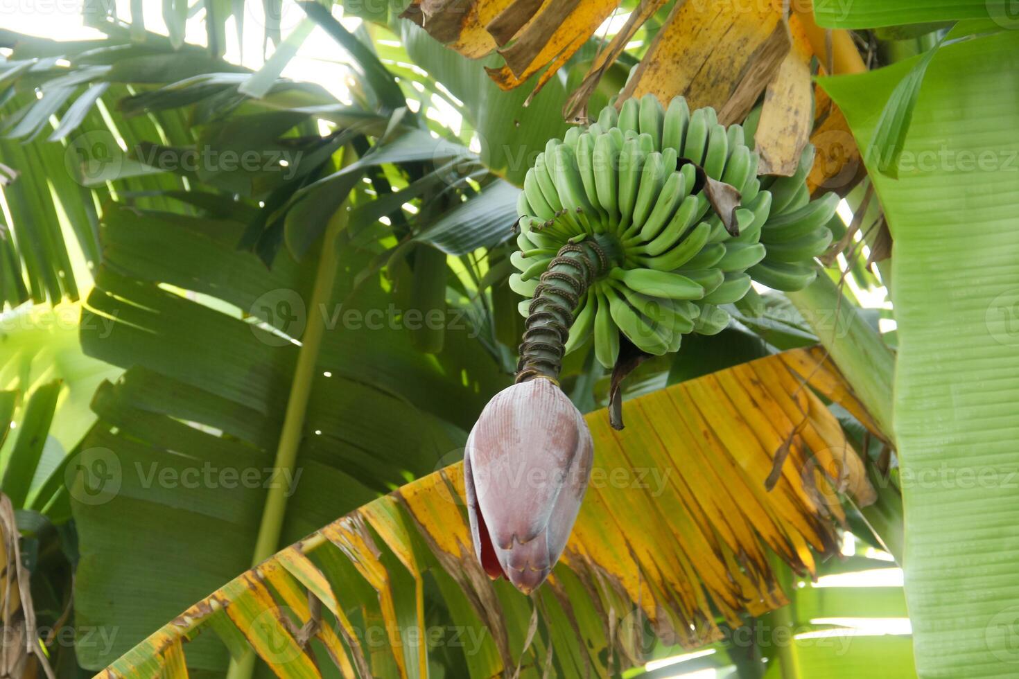 Banana blossoms and green bananas that are still on the tree photo