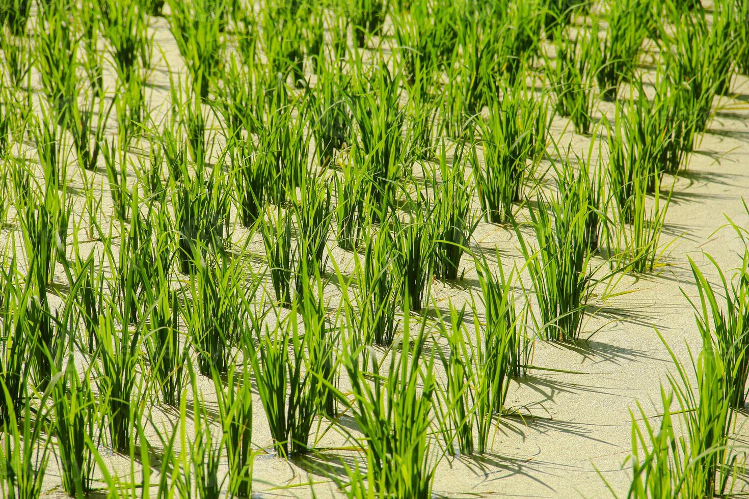 Rice fields planted with young rice that is ready to grow big photo